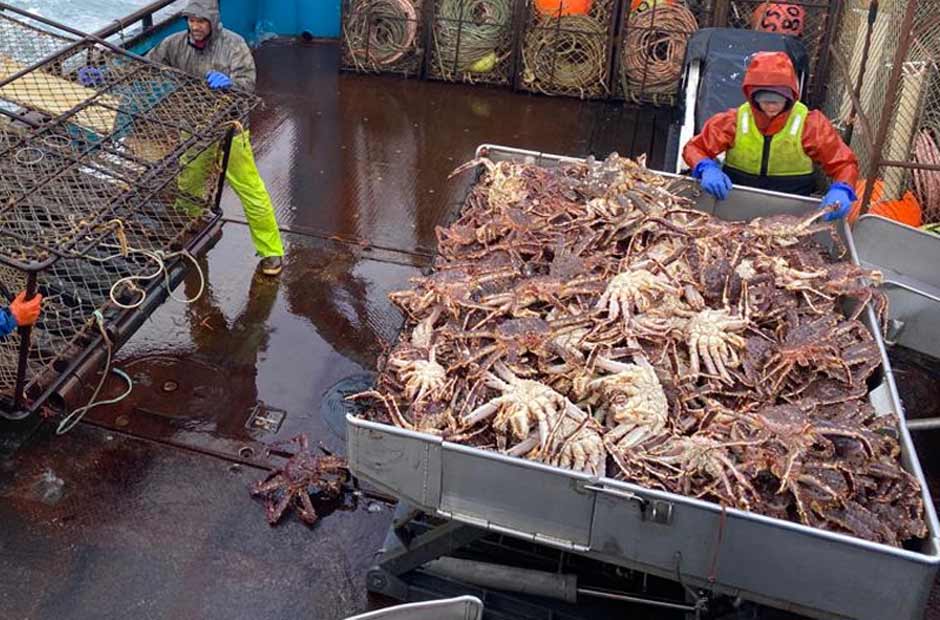Mơ bắt được nhiều cua đánh con gì?