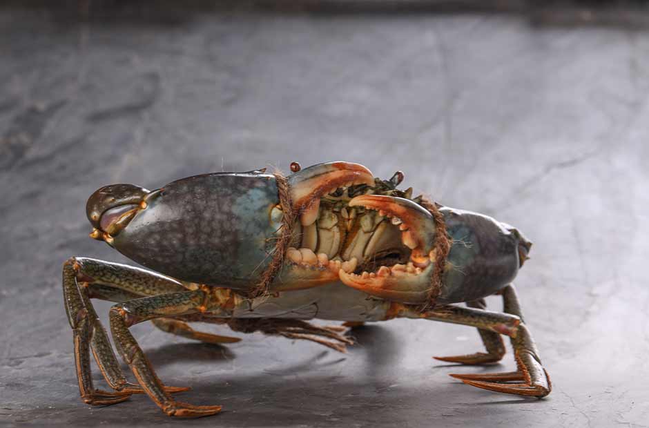Cua bò vào nhà