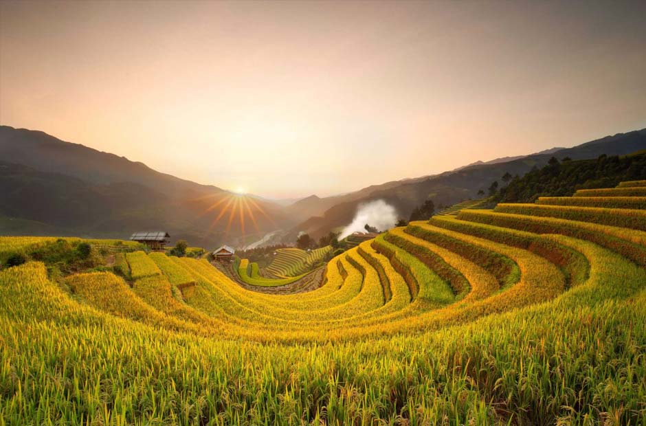 Đồng ruộng lúa chín vàng