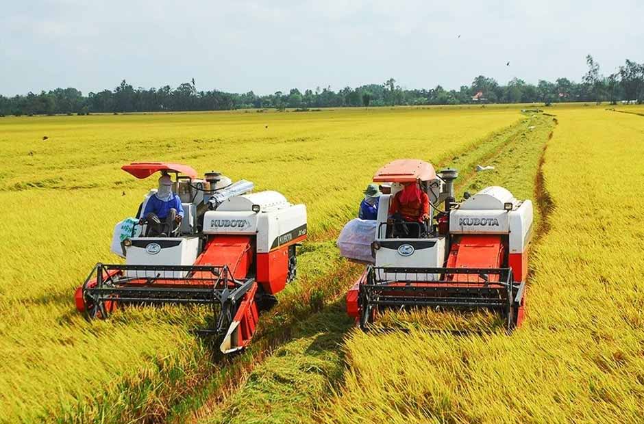 Mùa gặt trên đồng ruộng