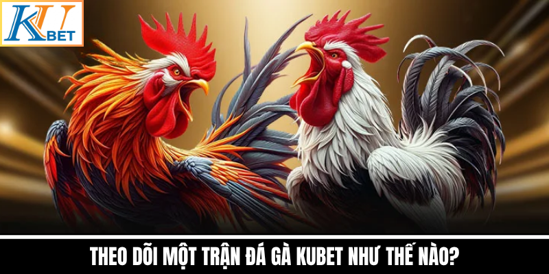 Theo Dõi Một Trận Đá Gà Kubet Như Thế Nào?
