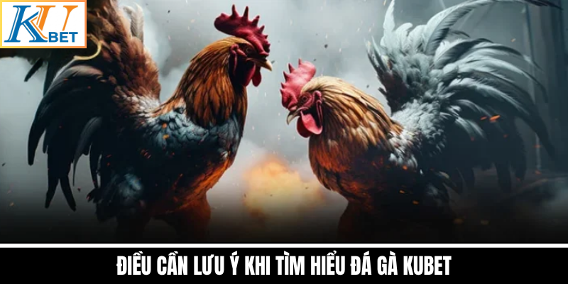 Điều Cần Lưu Ý Khi Tìm Hiểu Đá Gà Kubet